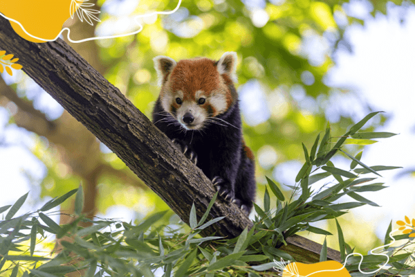 Journée internationale du panda roux : des nouvelles du petit d’Ines et Browny !