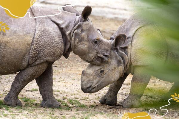 Journée mondiale des rhinocéros : protégeons ces colosses à cornes !
