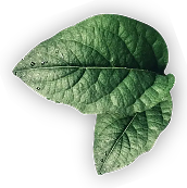 Feuilles